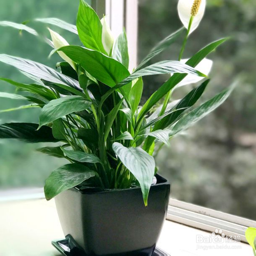 白掌的养殖方法