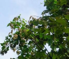 哪种树不能做圣诞树