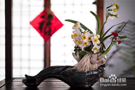 凛冬已至,闲以养花,最怡趣养心