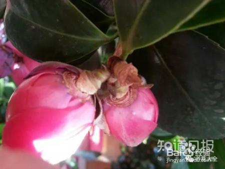 这些花那么好看，却总被你养死，怎么回事