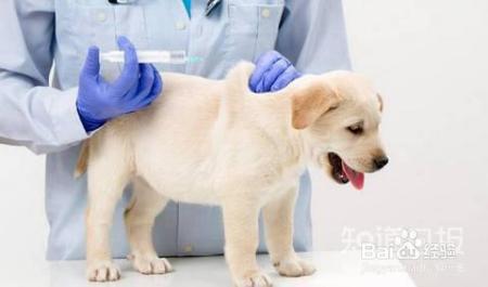 需要给宠物驱虫、打疫苗吗