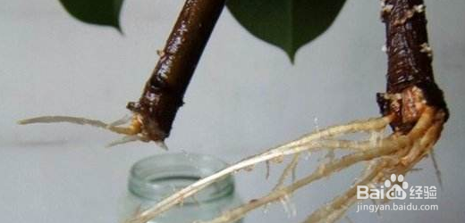 扦插快速生根的简单实用小方法