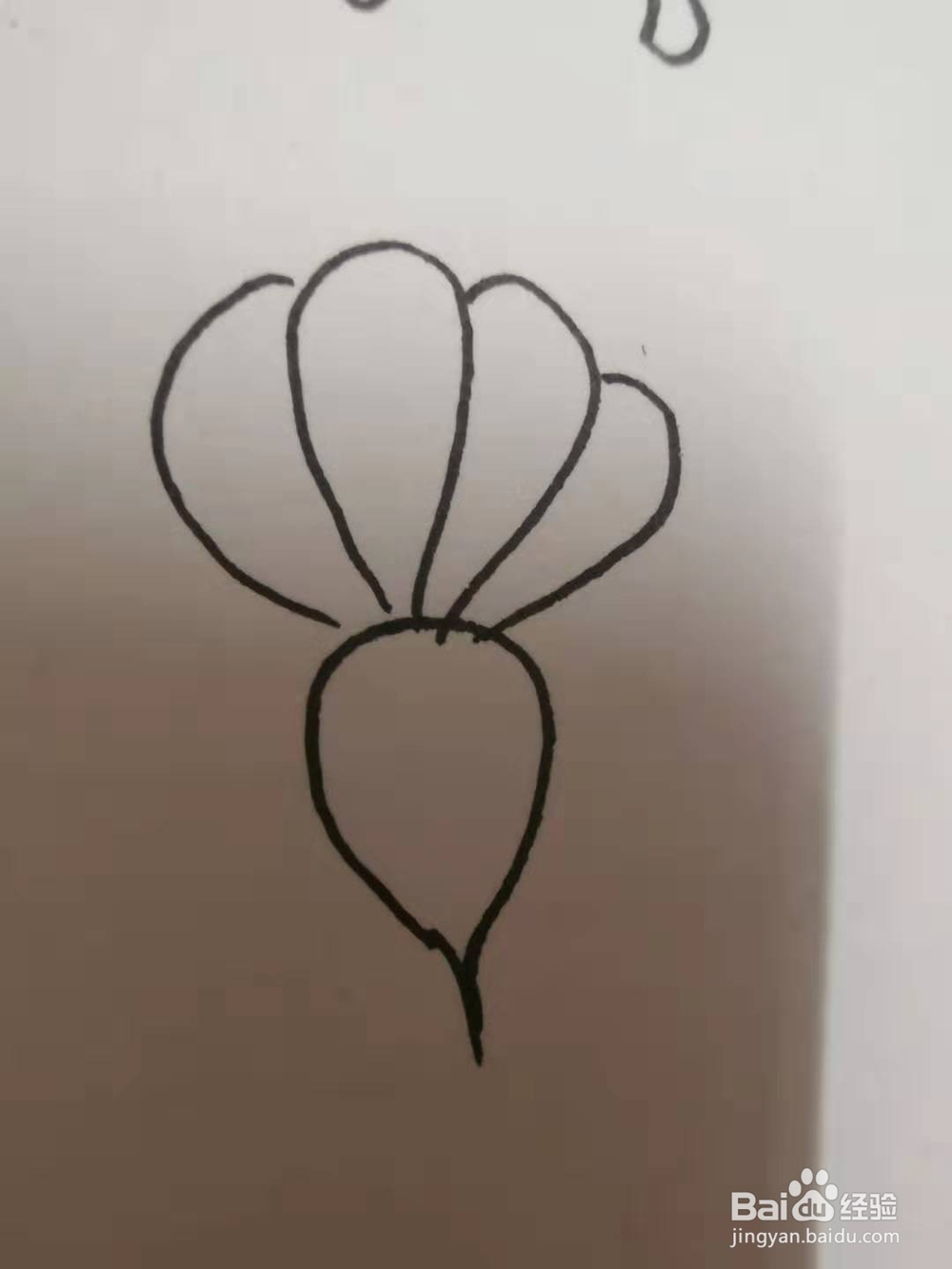 萝卜的简笔画