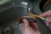 麻辣小龙虾的做法