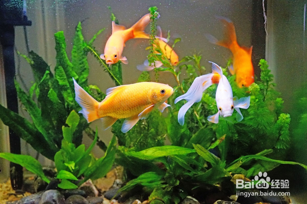怎样养金鱼？