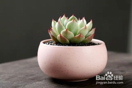 夏季给多肉浇水,注意这几点,让其越长越美