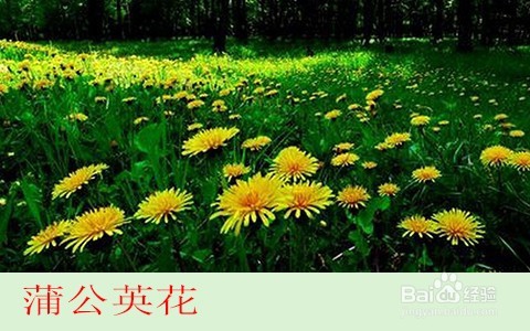 蒲公英能祛斑吗/怎样用蒲公英花去雀斑