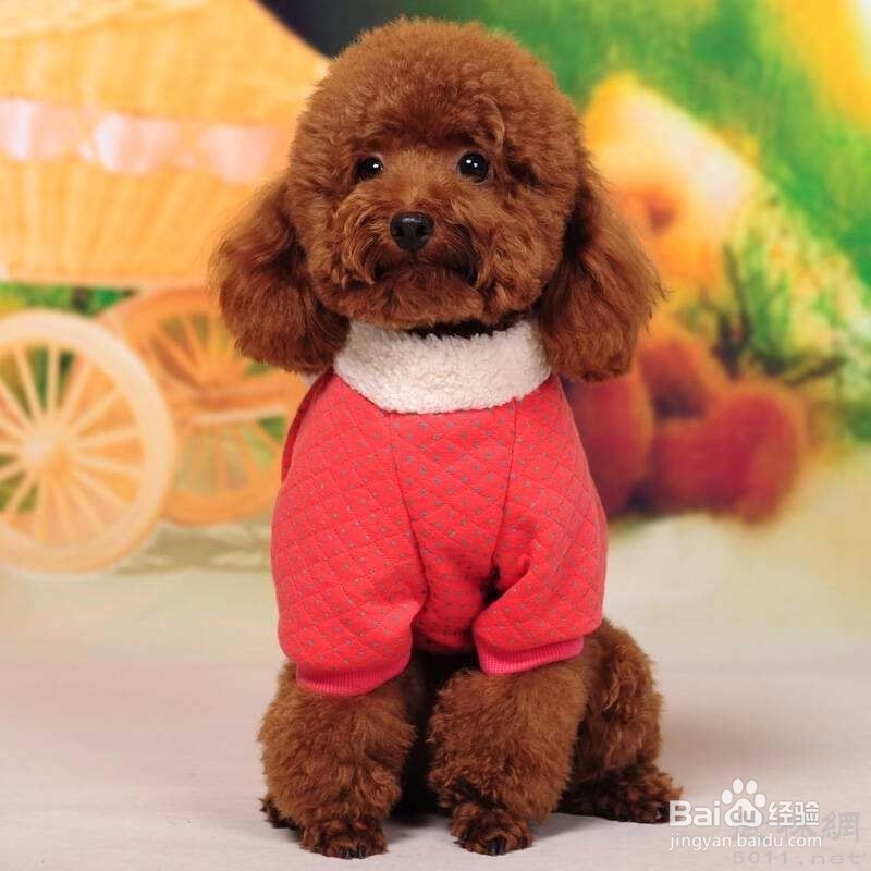 宠物美容师月薪多少