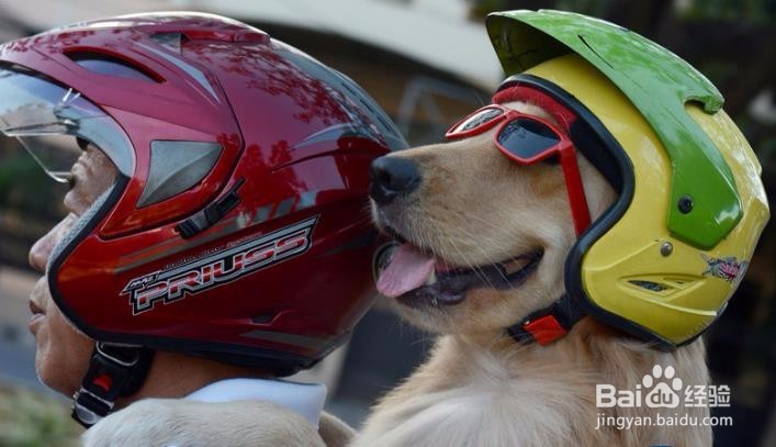 帅呆了！狗狗戴墨镜酷劲十足