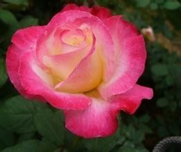 怎么给恋人送花？