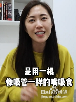 苍蝇为什么经常“搓手”