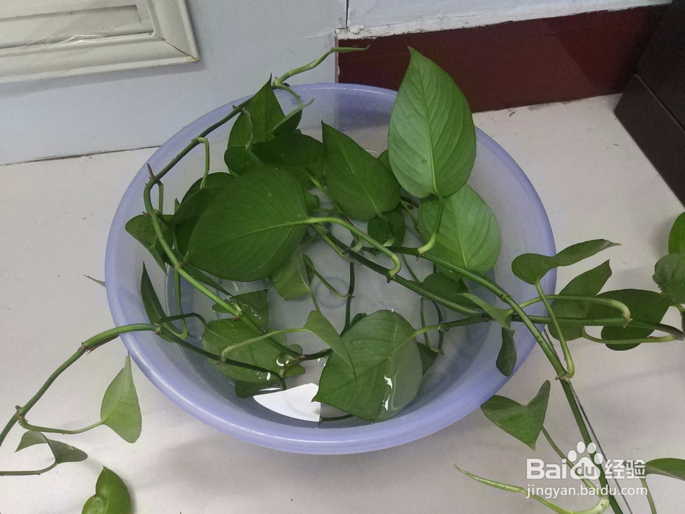绿萝怎么剪栽