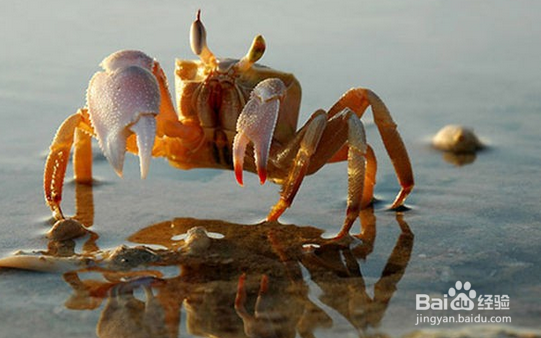 多大能吃螃蟹？如何挑选新鲜的螃蟹？