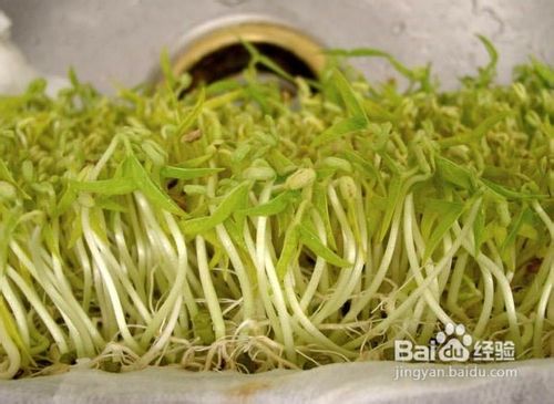 晚餐减肥食谱热荐，三丝掐菜永远吃不胖