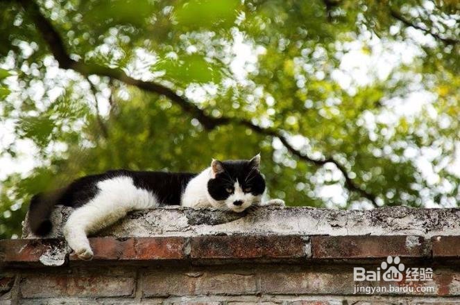 你不知道的，猫咪的自我保护能力