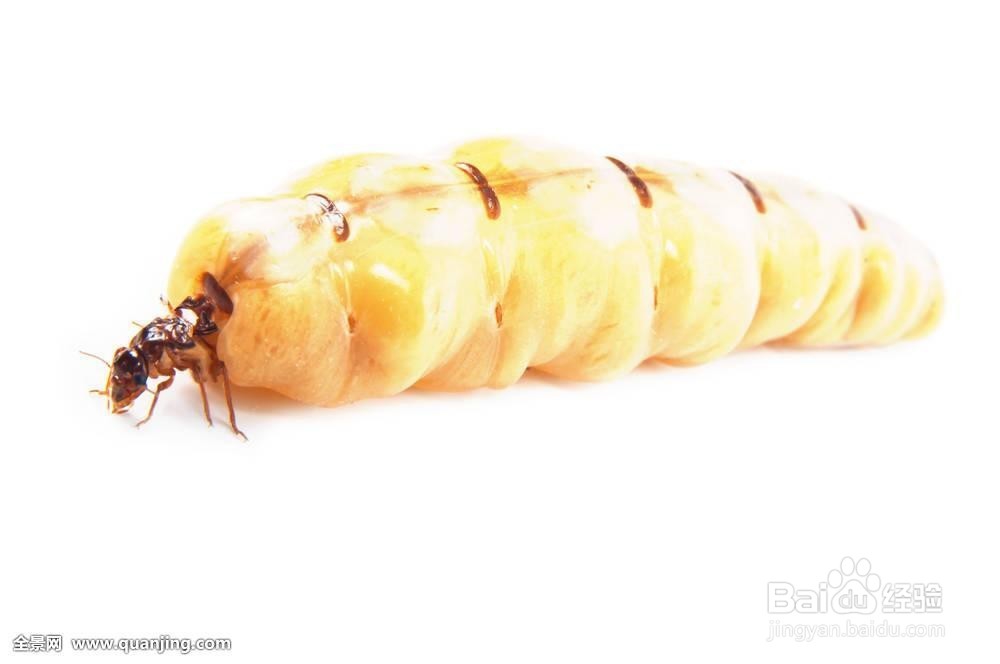 怎么抓到蚁后-百度经验