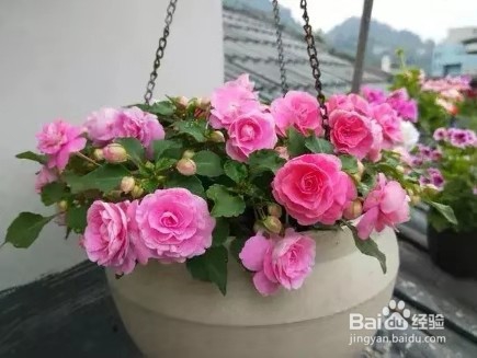 3种花现在养1盆，1个月就开花，一直开到12月