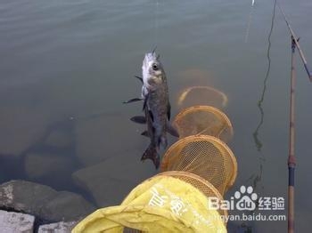 如何钓鱼：[6]如何钓青鱼？