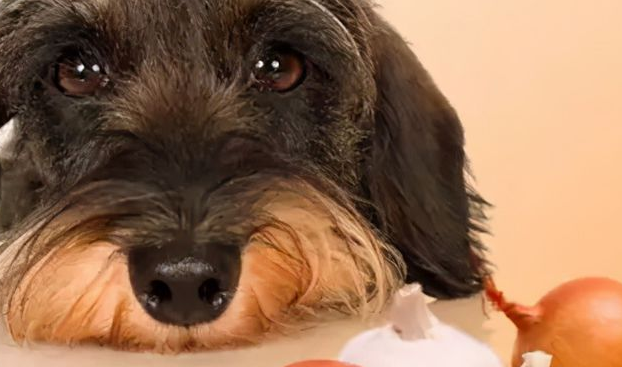 狗能吃小龙虾吗