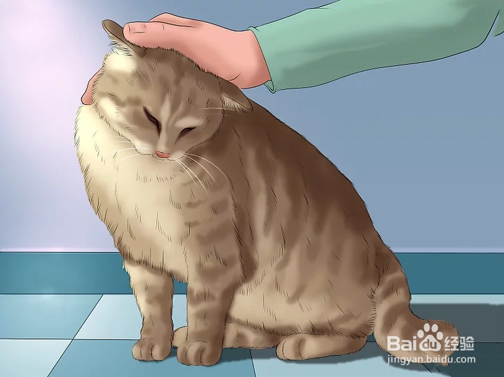3种正确方法教你如何撸猫（图文教程）？