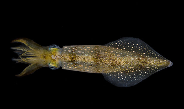 【脑筋急转弯】抓到什么贼后可以马上处死刑