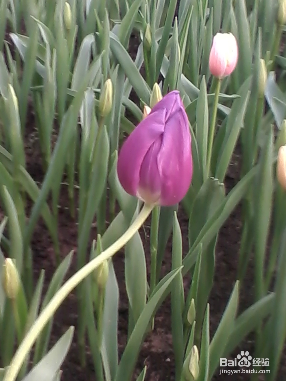 郁金香的养殖方法及注意事项