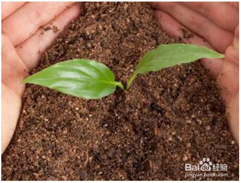 几种生活垃圾变身成花肥