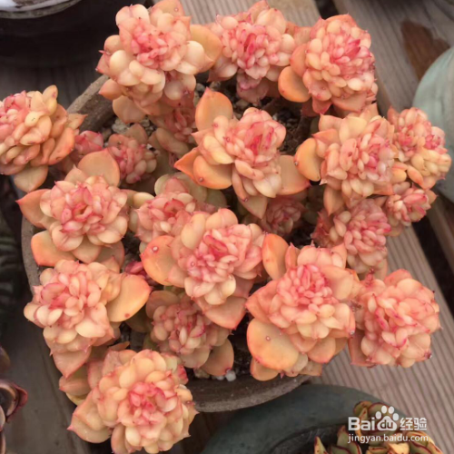 蜡牡丹的养殖方法和注意事项