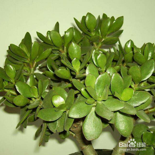 玉树有哪些功效和作用呢？