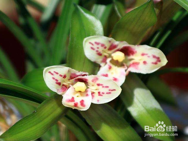 春兰叶子发黄是什么原因？