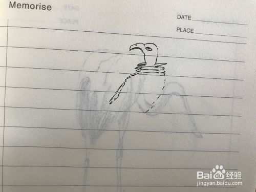如何绘制一只秃鹰？