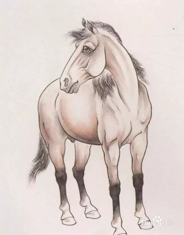 国画马的画法步骤