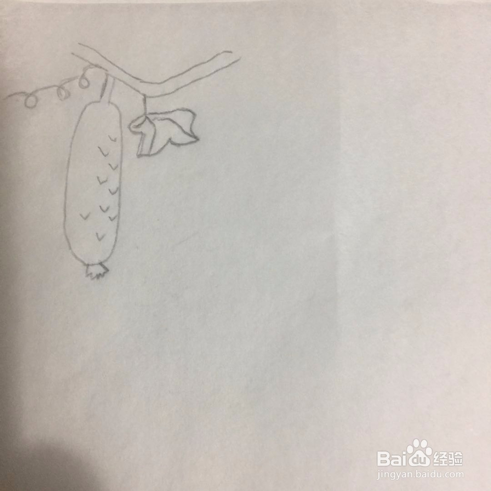 如何画黄瓜和莲藕?