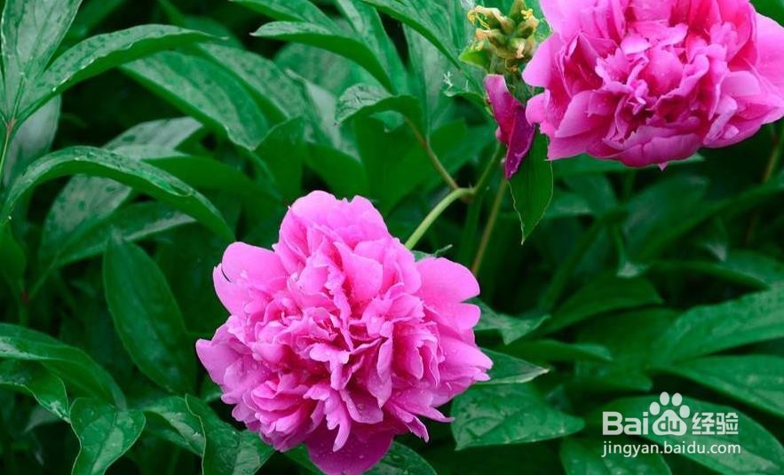 芍药怎么养 芍药怎样养