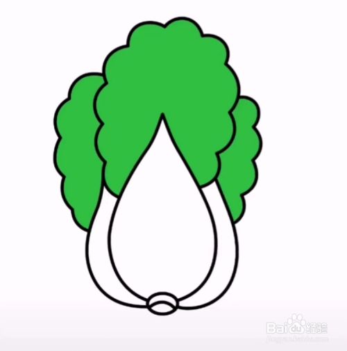 如何画白菜?