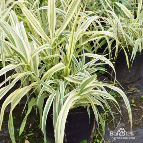 花叶芦竹怎么培育