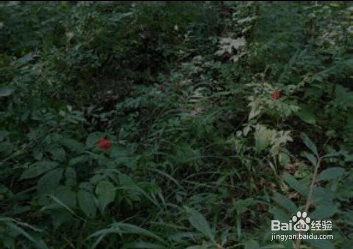 服用人参需要注意些什么呢？