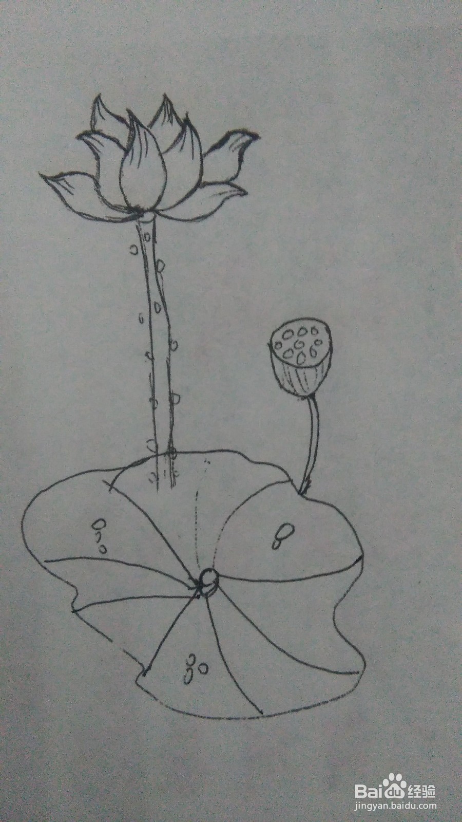 简笔画--荷花