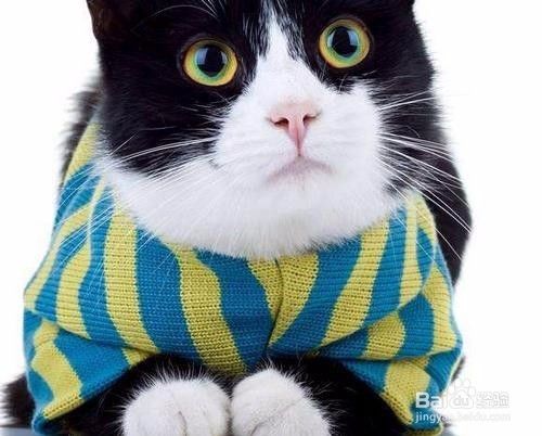 猫咪衣服怎么做