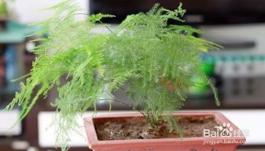 文竹浇水的正确方法