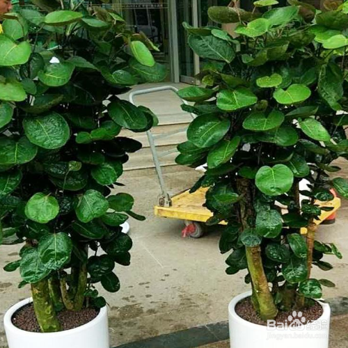 金钱兜掉叶子怎么解决？