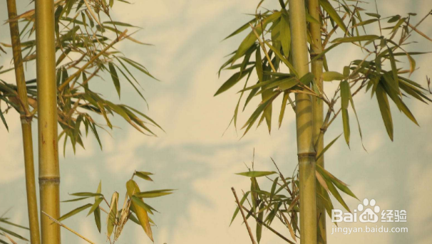 竹子叶子发黄是怎么回事?