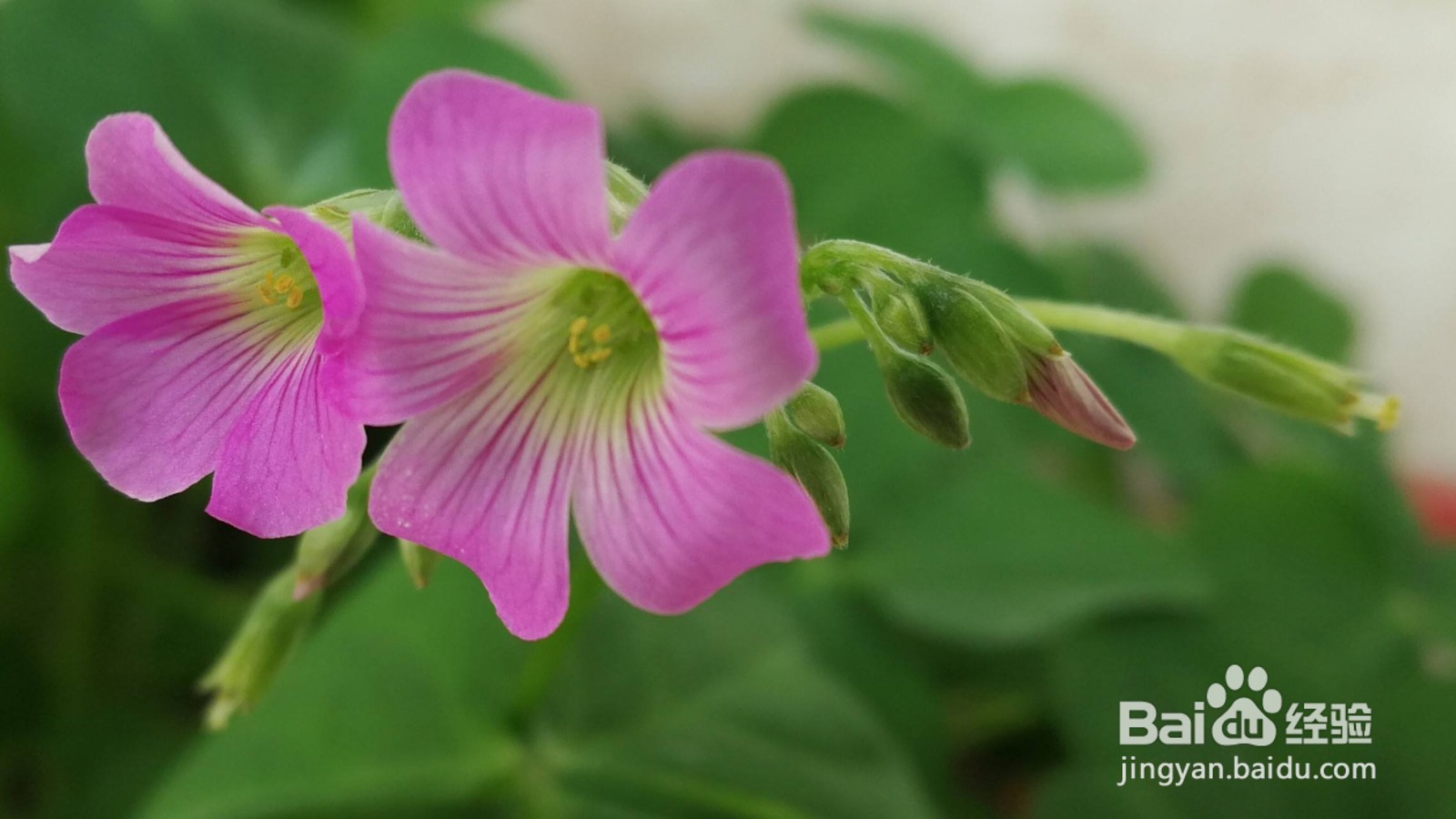 幸运草在花盆里怎么养