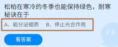 松柏在寒冷冬季保持绿色耐寒秘诀在于蚂蚁庄园