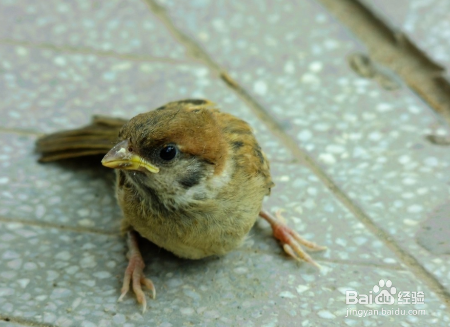 如何救治奄奄一息的鸟