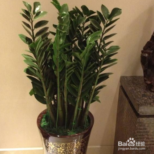 金钱树冻伤怎么办?