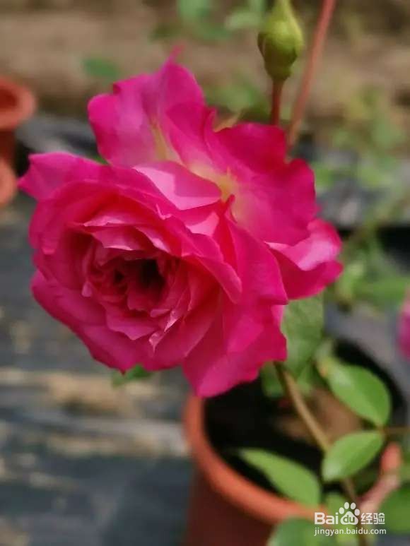 买的月季,拿回家千万别做这件事,不然必死无疑