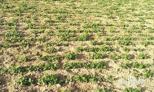 灭草松使用注意事项