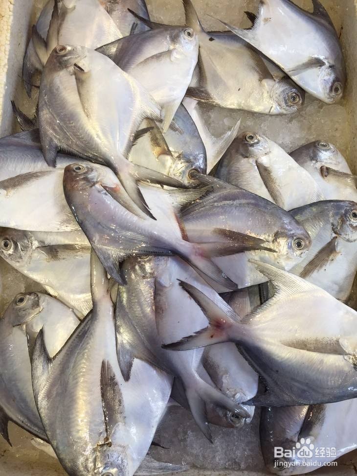 钓鲳鱼最好的饵料