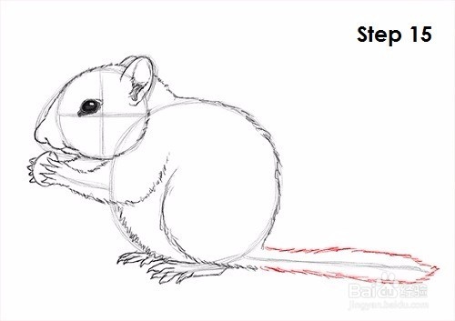 如何绘制花栗鼠——加菲的吃货生活